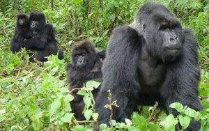 mountain gorillas