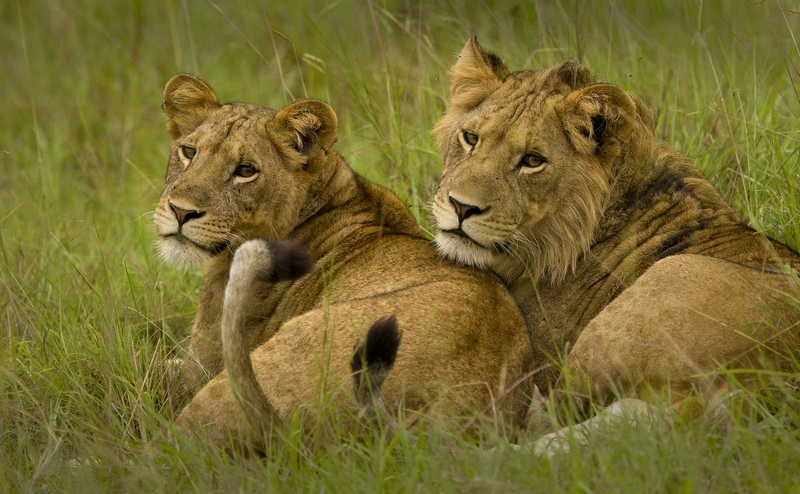 Wild Animals Found in Uganda